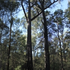 Native tree with hollow(s) at Bodalla, NSW - 1 Jul 2020 02:08 PM