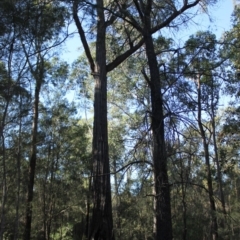 Native tree with hollow(s) at Bodalla, NSW - 1 Jul 2020