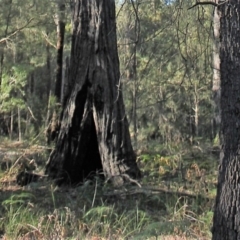 Native tree with hollow(s) at Bodalla, NSW - 1 Jul 2020 02:08 PM