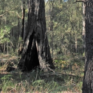 Native tree with hollow(s) at Bodalla, NSW - 1 Jul 2020