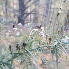 Glycine clandestina (Twining Glycine) at Isaacs Ridge - 29 Jun 2020 by Mike