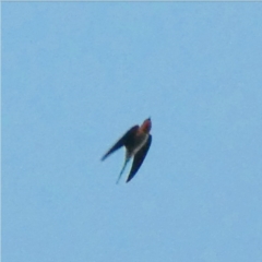 Hirundo neoxena (Welcome Swallow) at Red Hill Nature Reserve - 1 Jul 2020 by Ct1000