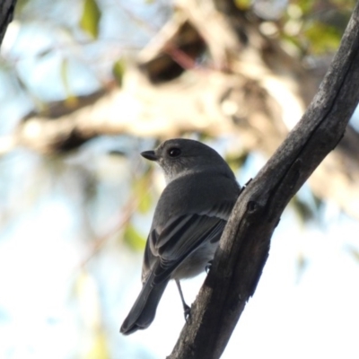 Pachycephala pectoralis (Golden Whistler) at Red Hill Nature Reserve - 1 Jul 2020 by Ct1000