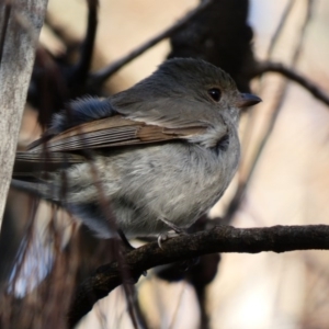 Pachycephala pectoralis at Red Hill, ACT - 1 Jul 2020