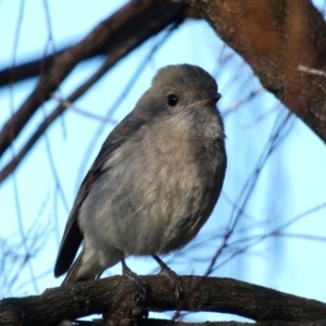 Pachycephala pectoralis at Red Hill, ACT - 1 Jul 2020