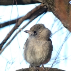 Pachycephala pectoralis at Red Hill, ACT - 1 Jul 2020