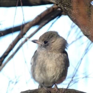 Pachycephala pectoralis at Red Hill, ACT - 1 Jul 2020