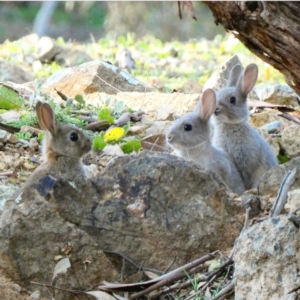 Oryctolagus cuniculus at Hughes, ACT - 1 Jul 2020