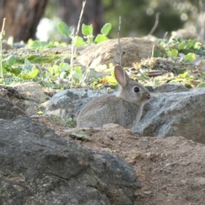 Oryctolagus cuniculus at Hughes, ACT - 1 Jul 2020