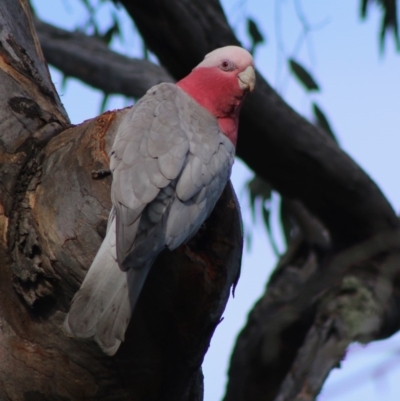 Eolophus roseicapilla (Galah) at Red Hill Nature Reserve - 23 Jun 2020 by LisaH