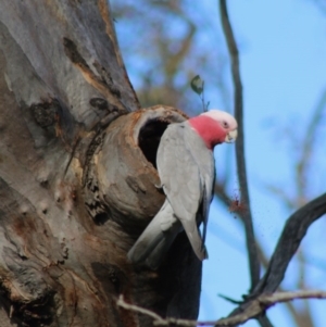 Eolophus roseicapilla at Deakin, ACT - 23 Jun 2020