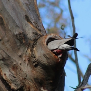 Eolophus roseicapilla at Deakin, ACT - 23 Jun 2020