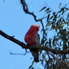 Eolophus roseicapilla at Deakin, ACT - 23 Jun 2020