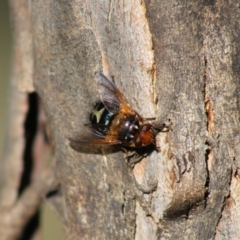 Microtropesa sp. (genus) (Tachinid fly) at QPRC LGA - 1 Jul 2020 by LisaH