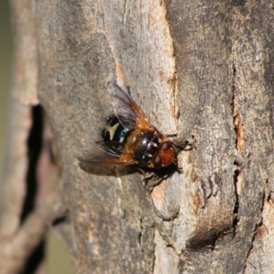 Microtropesa sp. (genus) (Tachinid fly) at Mongarlowe River - 1 Jul 2020 by LisaH