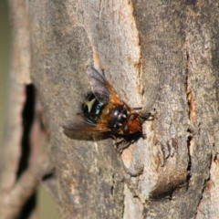 Microtropesa sp. (genus) (Tachinid fly) at Mongarlowe, NSW - 1 Jul 2020 by LisaH