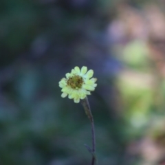 Coronidium scorpioides (Button Everlasting) at Mongarlowe, NSW - 1 Jul 2020 by LisaH