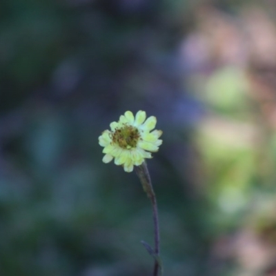 Coronidium scorpioides (Button Everlasting) at Mongarlowe River - 1 Jul 2020 by LisaH