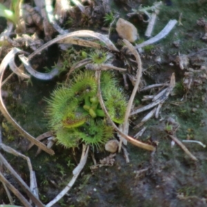 Drosera sp. at Mongarlowe, NSW - 1 Jul 2020 04:11 PM