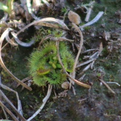 Drosera sp. (A Sundew) at Mongarlowe, NSW - 1 Jul 2020 by LisaH