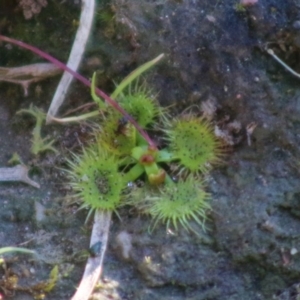 Drosera sp. at Mongarlowe, NSW - 1 Jul 2020 04:11 PM