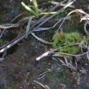 Drosera sp. at Mongarlowe, NSW - 1 Jul 2020 04:11 PM