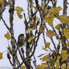 Acanthiza pusilla (Brown Thornbill) at Weston Creek, ACT - 21 Jun 2020 by BIrdsinCanberra