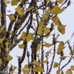 Acanthiza pusilla at Weston Creek, ACT - 21 Jun 2020