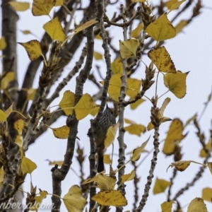 Acanthiza pusilla at Weston Creek, ACT - 21 Jun 2020