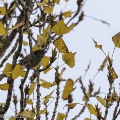 Acanthiza pusilla at Weston Creek, ACT - 21 Jun 2020