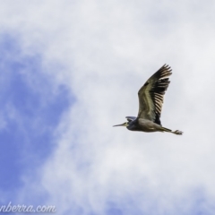 Egretta novaehollandiae (White-faced Heron) at Weston Creek, ACT - 21 Jun 2020 by JonSteinbeck