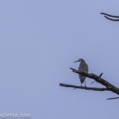 Egretta novaehollandiae at Weston Creek, ACT - 21 Jun 2020