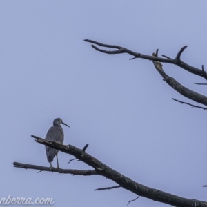 Egretta novaehollandiae at Weston Creek, ACT - 21 Jun 2020