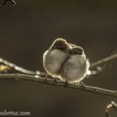 Malurus cyaneus (Superb Fairywren) at Weston Creek, ACT - 20 Jun 2020 by BIrdsinCanberra