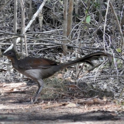 Menura novaehollandiae (Superb Lyrebird) at Tidbinbilla Nature Reserve - 25 Jun 2019 by RodDeb