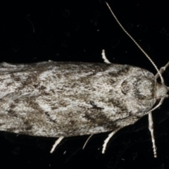 Philobota philostaura (A Concealer moth (Philobota group)) at Ainslie, ACT - 28 Nov 2019 by jbromilow50