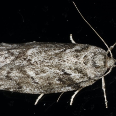 Philobota philostaura (A Concealer moth (Philobota group)) at Ainslie, ACT - 28 Nov 2019 by jb2602