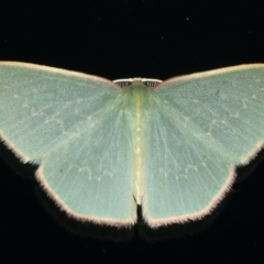 Chlorocoma dichloraria (Guenee's or Double-fringed Emerald) at Ainslie, ACT - 28 Nov 2019 by jbromilow50