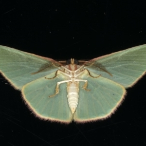 Chlorocoma dichloraria at Ainslie, ACT - 28 Nov 2019 11:08 PM