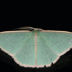 Chlorocoma (genus) (Emerald moth) at Ainslie, ACT - 28 Nov 2019 by jbromilow50
