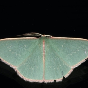 Chlorocoma (genus) at Ainslie, ACT - 28 Nov 2019