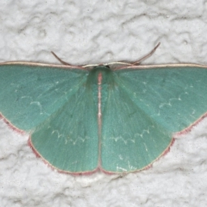 Chlorocoma (genus) at Ainslie, ACT - 28 Nov 2019 11:09 PM