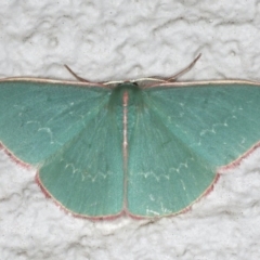 Chlorocoma (genus) at Ainslie, ACT - 28 Nov 2019