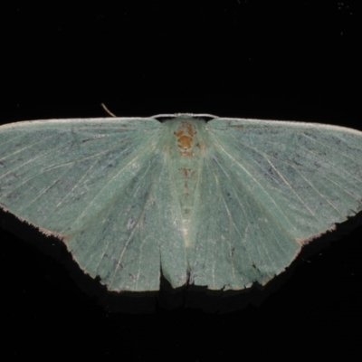 Prasinocyma semicrocea (Common Gum Emerald moth) at Ainslie, ACT - 28 Nov 2019 by jb2602