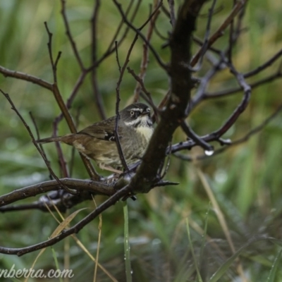 Sericornis frontalis (White-browed Scrubwren) at Weston Creek, ACT - 21 Jun 2020 by BIrdsinCanberra