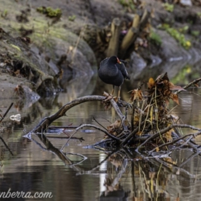 Gallinula tenebrosa (Dusky Moorhen) at Yarralumla, ACT - 21 Jun 2020 by JonSteinbeck