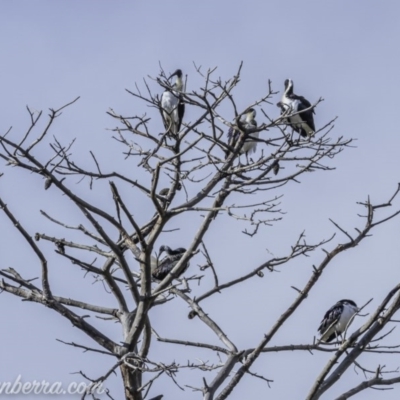 Threskiornis spinicollis (Straw-necked Ibis) at Weston Creek, ACT - 21 Jun 2020 by JonSteinbeck