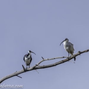 Threskiornis spinicollis at Weston Creek, ACT - 21 Jun 2020