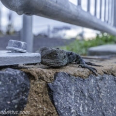 Intellagama lesueurii howittii (Gippsland Water Dragon) at Curtin, ACT - 21 Jun 2020 by JonSteinbeck