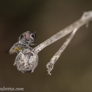 Melangyna viridiceps at Hughes, ACT - 20 Jun 2020